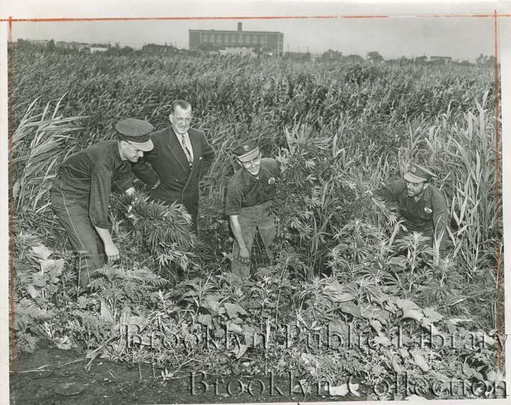 "Root and branch--Chief Sanitation Inspector John Gleason directs three aides as they uproot a patch of marijuana near Fairfield Ave. Workers are, left to right, Howard Schaaf, John Tinyes, and Charles Friscia." Note: At the time of cataloging, Fairfield Avenue does not exist in Brooklyn.